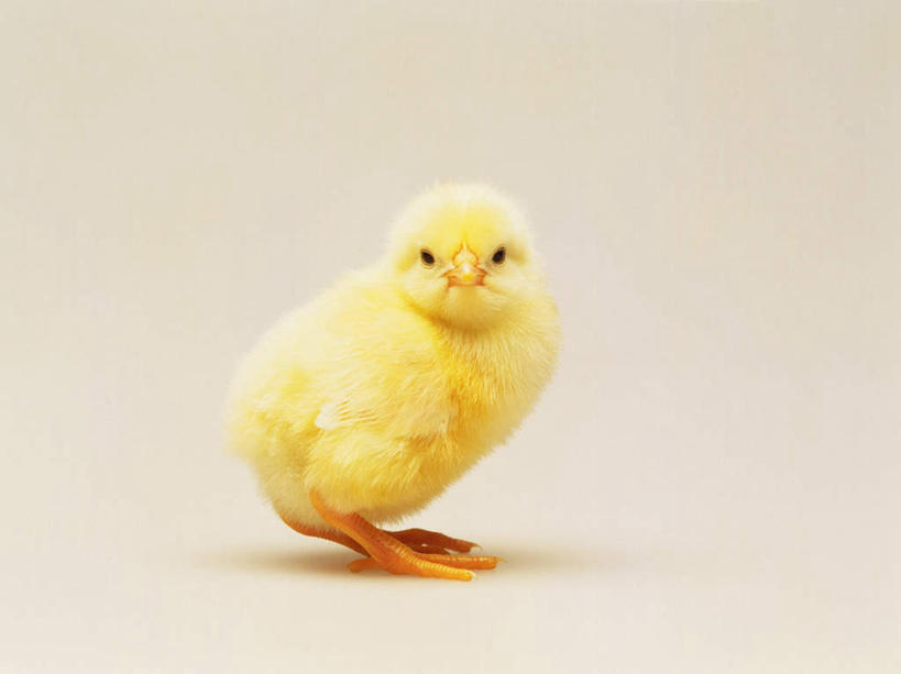 无人,站,横图,室内,特写,白天,白色背景,正面,鸡,阴影,反射,影子,注视,家禽,一只,黄色,动物,观察,看,站着,家畜,可爱,摄影,牲畜,活泼,影棚,观看,察看,关注,雏鸡,站立,彩图,全身,影棚拍摄,拍摄,小鸡