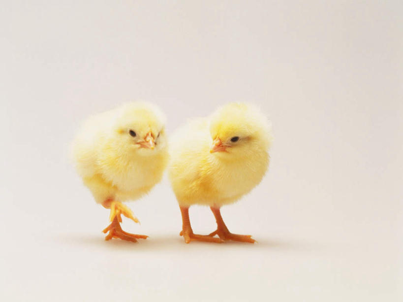 无人,站,横图,室内,特写,白天,白色背景,正面,鸡,阴影,反射,影子,注视,家禽,黄色,动物,观察,看,站着,两只,家畜,可爱,摄影,牲畜,活泼,影棚,观看,察看,关注,雏鸡,站立,彩图,全身,影棚拍摄,拍摄,小鸡