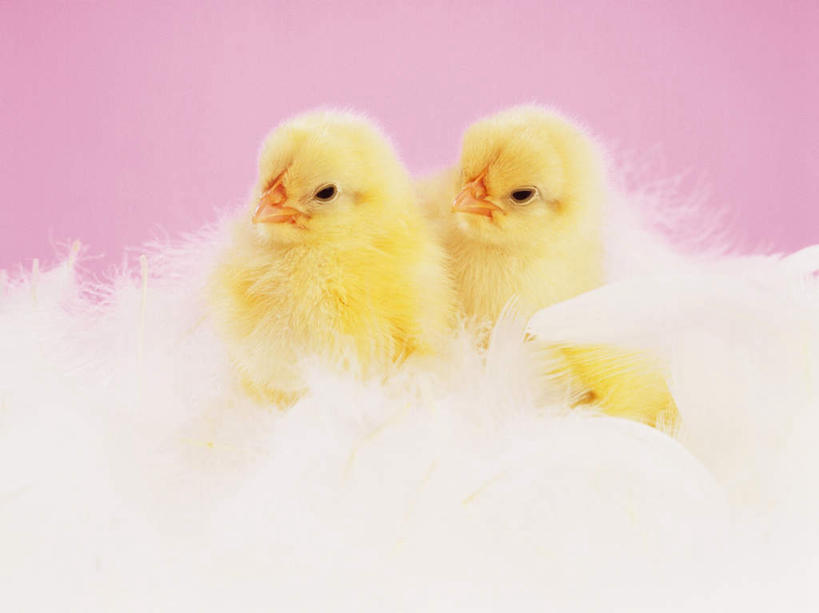 无人,站,横图,室内,特写,白天,正面,鸡,羽毛,粉色背景,轻盈,柔软,毛,注视,家禽,黄色,动物,观察,看,站着,两只,家畜,可爱,摄影,牲畜,活泼,影棚,观看,察看,关注,雏鸡,轻柔,站立,彩图,全身,影棚拍摄,拍摄,小鸡