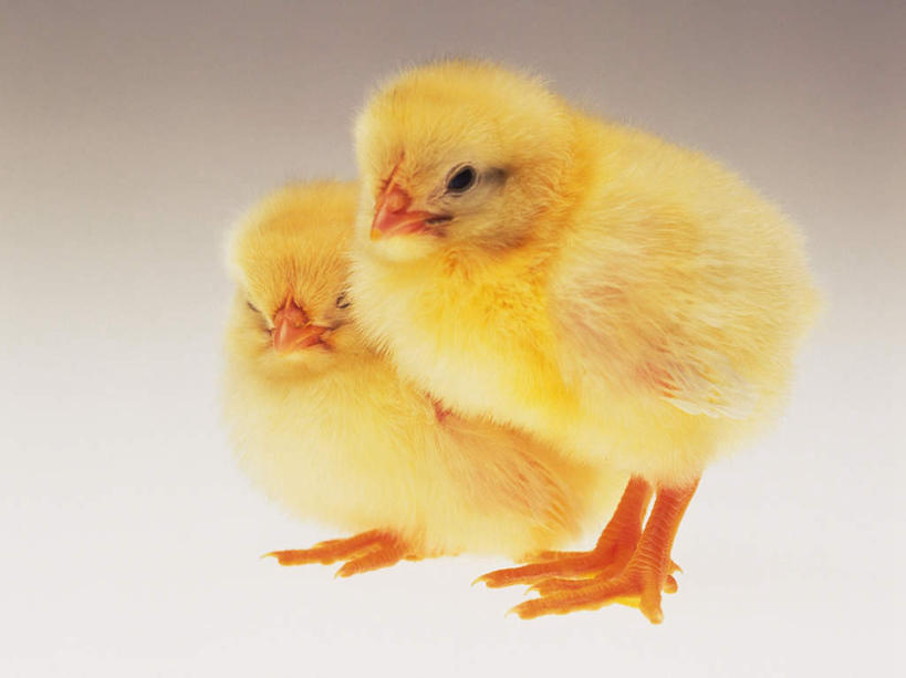 无人,站,坐,横图,室内,特写,白天,正面,鸡,灰色背景,注视,家禽,黄色,动物,观察,看,站着,两只,家畜,可爱,摄影,牲畜,活泼,影棚,观看,察看,关注,雏鸡,站立,坐着,彩图,全身,影棚拍摄,拍摄,小鸡