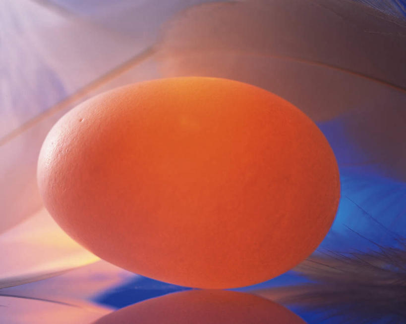 无人,横图,室内,特写,白天,正面,羽毛,阴影,蓝色背景,轻盈,柔软,光线,毛,影子,灯光,蛋,鸡蛋,一个,摄影,影棚,单个,草鸡蛋,轻柔,卵,彩图,影棚拍摄,拍摄