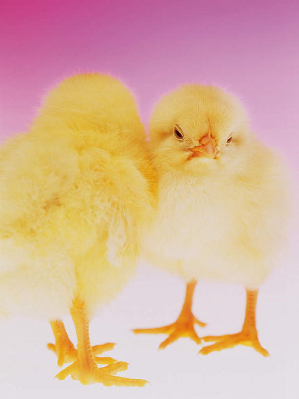 无人,站,竖图,室内,特写,白天,正面,鸡,粉色背景,注视,家禽,黄色,动物,观察,看,站着,两只,家畜,可爱,摄影,牲畜,活泼,影棚,观看,察看,关注,雏鸡,站立,半身,彩图,影棚拍摄,拍摄,小鸡