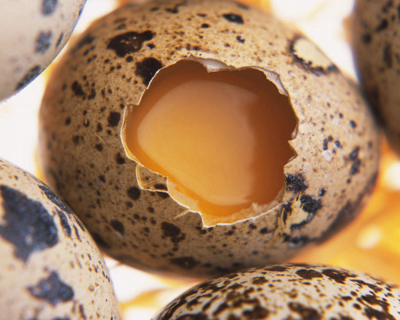 无人,横图,俯视,室内,特写,白天,五个,一排,整齐,蛋,蛋黄,鹌鹑蛋,破损,排列,摄影,影棚,损坏,队列,卵,鹌鹑卵,鹑鸟蛋,彩图,高角度拍摄,影棚拍摄,拍摄