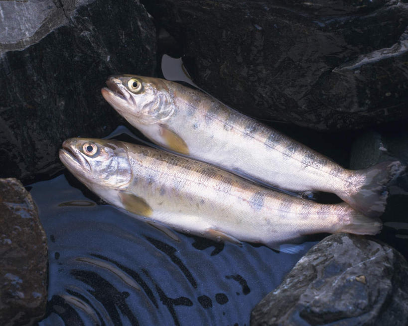 无人,横图,俯视,室内,特写,白天,河流,礁石,石头,水,鳟鱼,两条,鱼,石子,河水,水流,鱼类,海洋生物,白色,小溪,溪水,水生动物,水生物,海底动物,鮅,赤眼鱼,红目鳟,红眼棒,礁,石块,岩石,野草鱼,彩图,高角度拍摄,全身