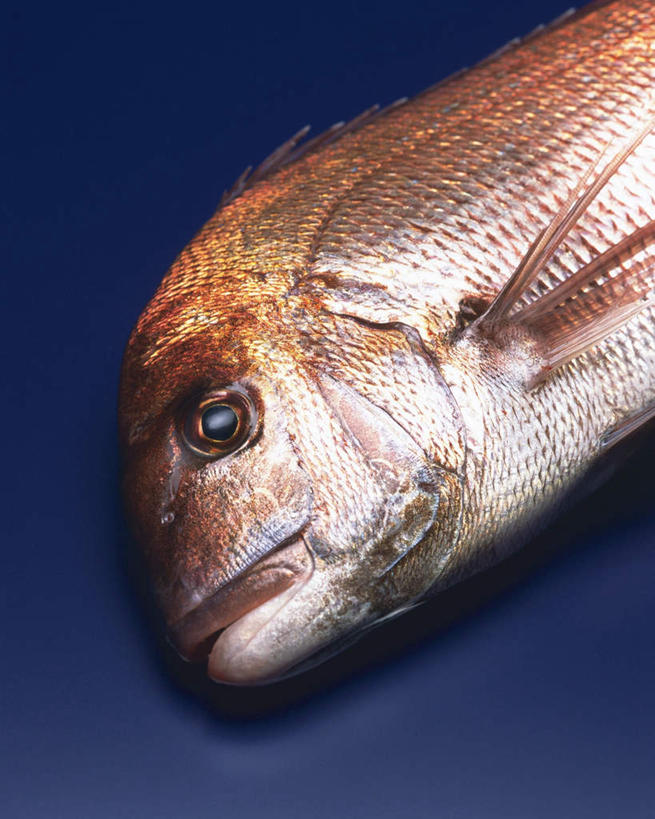 海鲜,无人,竖图,俯视,室内,特写,白天,桌面,阴影,蓝色背景,反射,鱼,影子,水产,鱼类,海洋生物,一个,摄影,影棚,单个,水生动物,海产品,水生物,海底动物,白方头鱼,方头鱼,甘鲷,红马头,马头鱼,银方头鱼,半身,彩图,高角度拍摄,影棚拍摄,拍摄