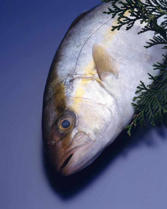 海鲜,无人,竖图,俯视,室内,特写,白天,桌面,叶子,一条,阴影,蓝色背景,反射,鱼,影子,绿叶,水产,鱼类,海洋生物,白色,嫩叶,摄影,影棚,水生动物,海产品,水生物,海底动物,琥珀鱼,叶,叶片,半身,彩图,高角度拍摄,影棚拍摄,拍摄