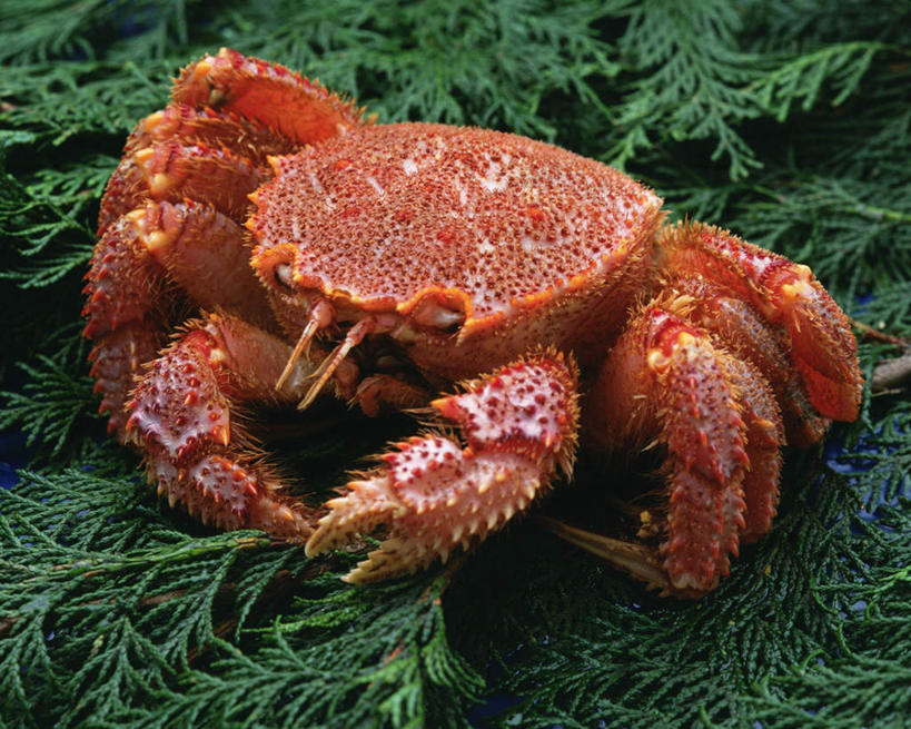 海鲜,无人,横图,俯视,室内,特写,白天,桌面,叶子,绿叶,帝王蟹,水产,海洋生物,一只,嫩叶,摄影,影棚,水生动物,海产品,水生物,海底动物,皇帝蟹,叶,叶片,彩图,高角度拍摄,全身,影棚拍摄,拍摄