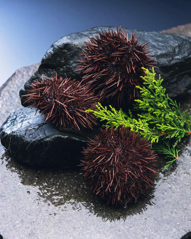 海鲜,无人,竖图,俯视,室内,白天,礁石,石头,桌面,海胆,叶子,阴影,蓝色背景,反射,石子,影子,绿叶,水产,海洋生物,三个,黑色,嫩叶,摄影,影棚,水生动物,海产品,水生物,海底动物,刺锅子,海刺猬,叶,叶片,礁,石块,岩石,彩图,高角度拍摄,影棚拍摄,拍摄