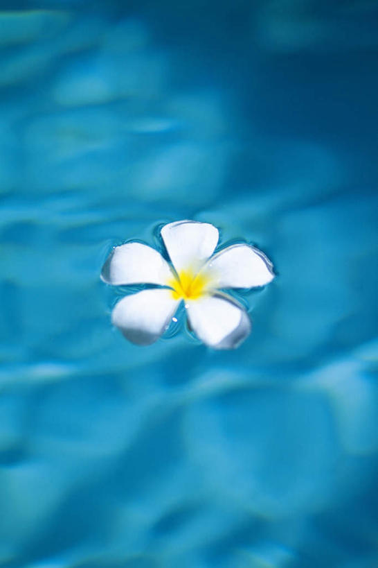 无人,游泳池,竖图,俯视,室外,特写,白天,水,朦胧,模糊,漂浮,盛开,液体,水池,水滴,水面,花蕾,泳池,赤素馨花,花,花瓣,花朵,鲜花,一朵,蓝色,白色,花苞,花蕊,波光粼粼,蛋黄花,鸡蛋花,缅栀花,彩图,高角度拍摄,飘荡