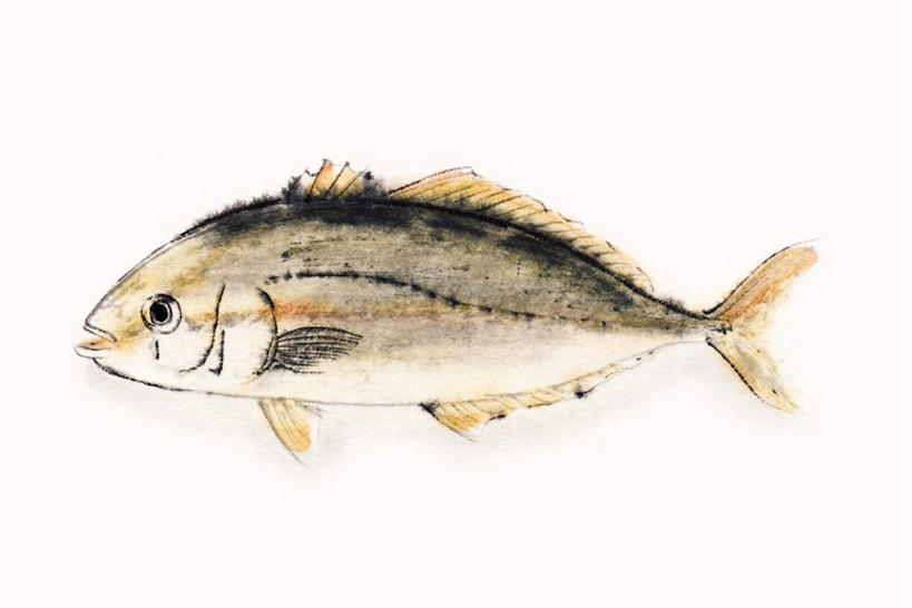 海鲜,无人,横图,插画,室内,白天,白色背景,侧面,数码,科技,一条,阴影,网络,鱼,高光,几何,计算机图形,合成,图画,注视,水产,鱼类,海洋生物,画,观察,看,观看,电脑合成图,数码合成图,察看,关注,水生动物,海产品,水生物,漫画,海底动物,写实,具体,具象,琥珀鱼,彩图,全身