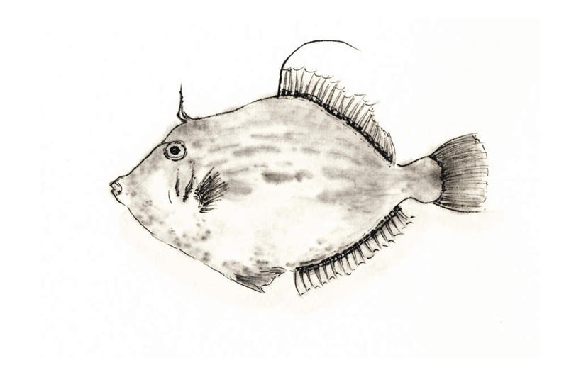 无人,横图,插画,室内,白天,白色背景,侧面,数码,科技,一条,阴影,网络,高光,几何,计算机图形,合成,图画,注视,画,观察,看,观看,电脑合成图,数码合成图,察看,关注,漫画,写实,具体,具象,剥皮鱼,绿鳍马面鲀,橡皮鱼,马面鱼,扒皮鱼,马面鲀,彩图,全身