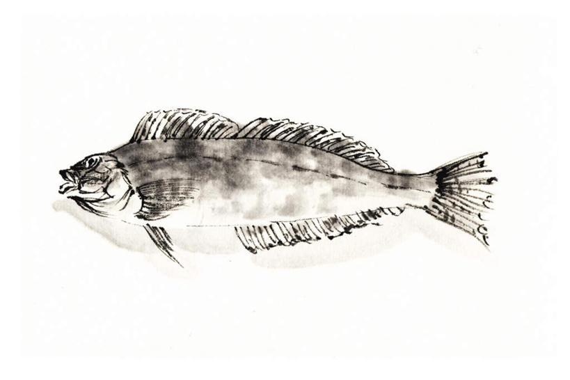 海鲜,无人,横图,俯视,插画,室内,白天,白色背景,数码,科技,一条,阴影,网络,鱼,高光,几何,计算机图形,合成,图画,注视,水产,鱼类,海洋生物,画,观察,看,观看,六线鱼,电脑合成图,数码合成图,察看,关注,水生动物,黄鱼,海产品,水生物,漫画,海底动物,写实,具体,具象,海黄鱼,黄花鱼,彩图,高角度拍摄,全身