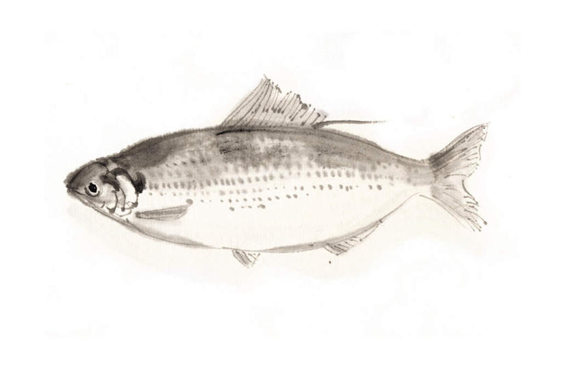 海鲜,无人,横图,插画,室内,白天,白色背景,侧面,数码,科技,一条,阴影,网络,高光,几何,计算机图形,合成,图画,水产,海洋生物,画,六线鱼,电脑合成图,数码合成图,水生动物,黄鱼,海产品,水生物,漫画,海底动物,写实,具体,具象,海黄鱼,黄花鱼,彩图,全身