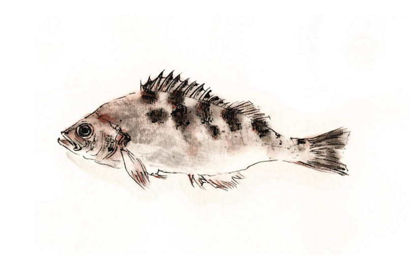 海鲜,无人,横图,插画,室内,白天,白色背景,侧面,数码,科技,一条,阴影,网络,鱼,高光,几何,计算机图形,合成,图画,注视,水产,鱼类,海洋生物,画,观察,看,观看,石斑,石斑鱼,电脑合成图,数码合成图,察看,关注,水生动物,海产品,水生物,漫画,海底动物,写实,具体,具象,过鱼,海鸡鱼,红季鱼,会鱼,季鱼,鲙鱼,彩图,全身