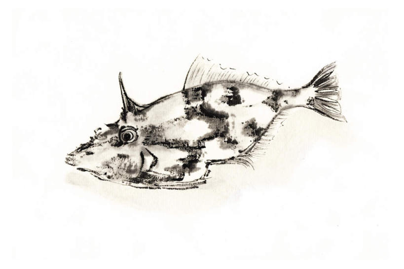 无人,横图,插画,室内,白天,白色背景,侧面,数码,科技,两条,阴影,网络,高光,几何,计算机图形,合成,图画,注视,画,观察,看,观看,电脑合成图,数码合成图,察看,关注,漫画,写实,具体,具象,剥皮鱼,绿鳍马面鲀,橡皮鱼,马面鱼,扒皮鱼,马面鲀,彩图,全身