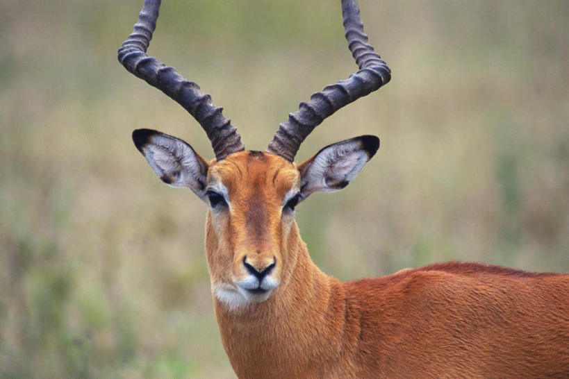 无人,站,横图,室外,特写,白天,侧面,草原,美景,植物,野生动物,羊,阴影,枯萎,朦胧,模糊,光线,羚羊,影子,景观,枯草,扭头,注视,草,一只,黄色,阳光,自然,动物,观察,看,站着,转头,景色,可爱,活泼,观看,察看,关注,自然风光,瞪羚,小羚羊,站立,半身,彩图