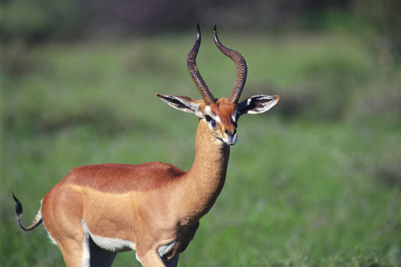 无人,站,横图,室外,白天,侧面,草地,草原,草坪,美景,植物,野生动物,羊,朦胧,模糊,羚羊,景观,注视,草,一只,绿色,自然,动物,观察,看,站着,景色,可爱,活泼,观看,察看,关注,自然风光,瞪羚,小羚羊,站立,半身,彩图