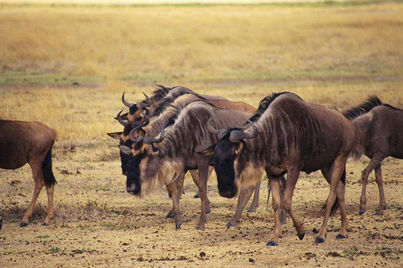 无人,站,走,横图,室外,白天,正面,草原,美景,植物,野生动物,羊,许多,枯萎,羚羊,景观,枯草,注视,草,黄色,自然,动物,观察,看,站着,景色,可爱,活泼,观看,察看,关注,自然风光,大羚羊,大角斑羚,非洲大羚羊,旋角大羚羊,步行,散步,站立,走路,半身,彩图