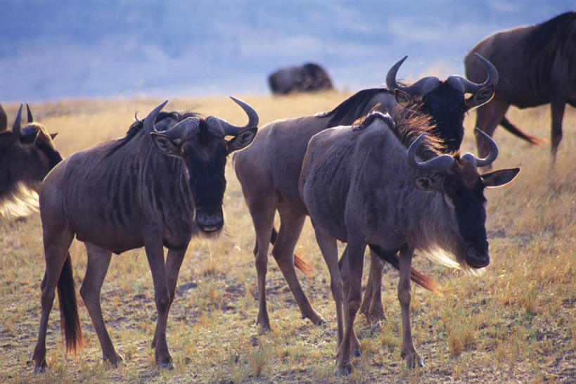 无人,站,横图,室外,白天,正面,草原,美景,森林,树林,植物,野生动物,羊,阴影,枯萎,朦胧,模糊,光线,羚羊,影子,景观,云,云朵,枯草,云彩,注视,草,树,树木,一只,黄色,蓝色,绿色,白云,蓝天,天空,阳光,自然,动物,天,观察,看,站着,景色,可爱,活泼,生长,成长,观看,察看,关注,自然风光,大羚羊,大角斑羚,非洲大羚羊,旋角大羚羊,站立,半身,彩图