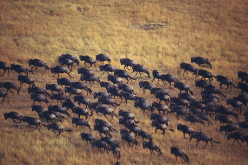 无人,站,走,横图,俯视,室外,白天,草原,美景,植物,野生动物,羊,许多,枯萎,羚羊,景观,枯草,注视,草,黄色,自然,动物,观察,看,站着,景色,可爱,活泼,观看,察看,关注,自然风光,大羚羊,大角斑羚,非洲大羚羊,旋角大羚羊,步行,散步,站立,走路,半身,彩图,高角度拍摄