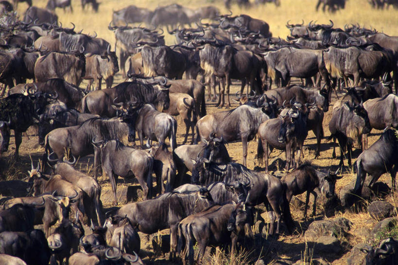 无人,站,走,横图,俯视,室外,白天,草原,美景,植物,野生动物,羊,许多,阴影,枯萎,光线,羚羊,影子,景观,枯草,拥堵,拥挤,注视,草,黄色,阳光,自然,动物,观察,看,站着,景色,可爱,活泼,观看,察看,关注,自然风光,大羚羊,大角斑羚,非洲大羚羊,旋角大羚羊,步行,散步,站立,走路,半身,彩图,高角度拍摄