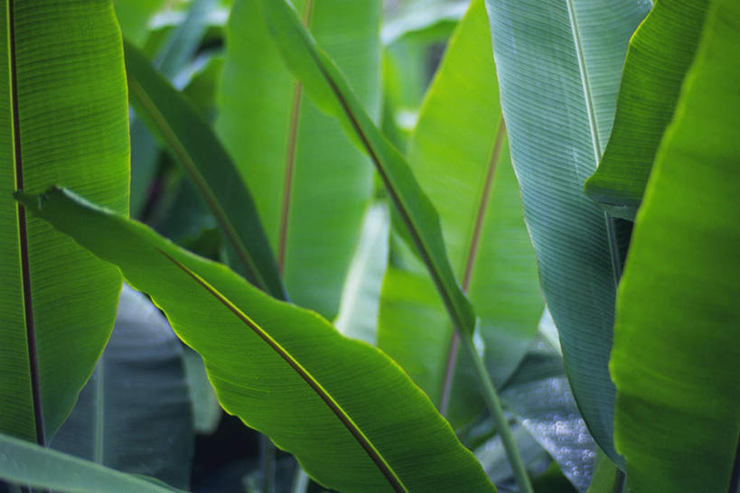 无人,横图,俯视,室外,特写,白天,美景,叶子,阴影,条纹,朦胧,模糊,光线,纹路,影子,景观,绿叶,芭蕉,绿色,阳光,自然,嫩叶,景色,自然风光,叶,叶片,叶脉,彩图,高角度拍摄