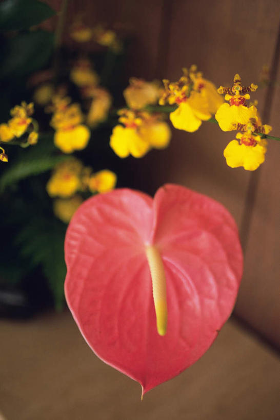 无人,竖图,俯视,室内,特写,白天,桌面,叶子,阴影,朦胧,模糊,盛开,光线,影子,火鹤花,绿叶,安祖花,花蕾,花,花瓣,花朵,鲜花,一朵,黄色,红色,阳光,花苞,花蕊,嫩叶,红掌,花烛,红鹤芋,猪尾花,烛台花,蜡烛花,叶,叶片,彩图,高角度拍摄