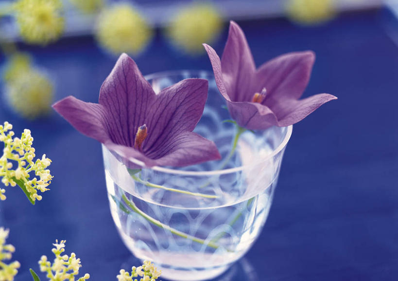 无人,横图,俯视,室内,白天,桌子,杯子,盛开,风铃草,祝福,花蕾,玻璃制品,花,花瓣,花朵,鲜花,两朵,蓝色,紫色,水杯,花苞,花蕊,钟花,创造,感谢,温柔,感恩,嫉妒,瓦筒花,玻璃杯,彩图,高角度拍摄