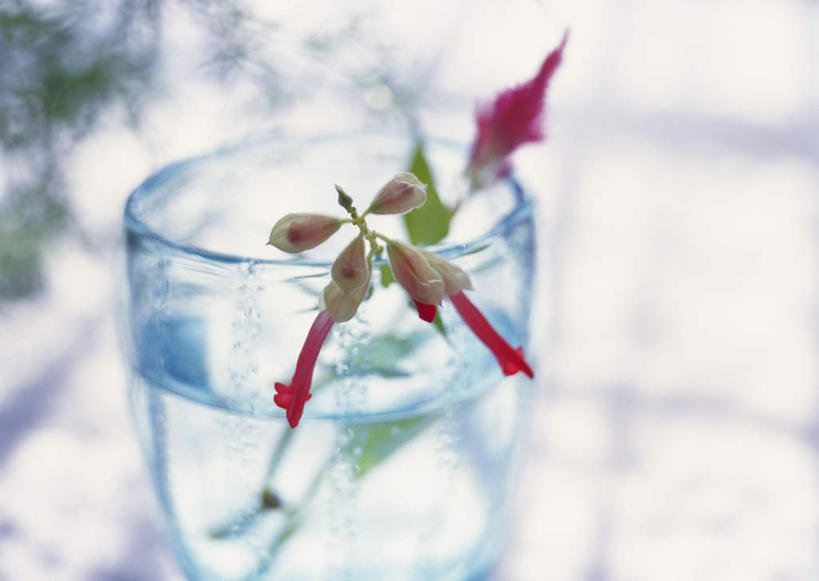 无人,横图,俯视,室内,白天,水,桌子,静物,杯子,叶子,阴影,朦胧,模糊,盛开,光线,液体,影子,水滴,绿叶,花蕾,玻璃制品,花瓣,花朵,鲜花,两朵,红色,水杯,花苞,花蕊,嫩叶,一串红,象牙红,爆仗红,拉尔维亚,西洋红花,叶,叶片,玻璃杯,彩图,高角度拍摄