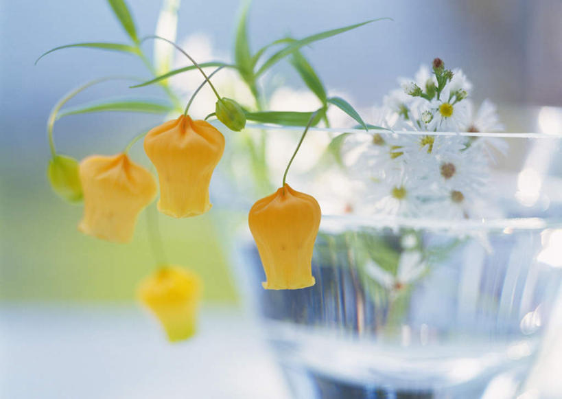 无人,横图,俯视,室外,白天,快乐,幸福,水,杯子,许多,模糊,盛开,液体,水滴,玛格丽特,花蕾,玻璃制品,雏菊,花,花瓣,花朵,鲜花,水杯,花苞,花蕊,菊花,活力,希望,坚强,和平,灯笼花,离别,吊钟花,延命菊,幸福花,倒挂金钟,吊钟海棠,春菊,马兰头花,暗恋,纯情,单恋,天真,玻璃杯,彩图,高角度拍摄,愉快