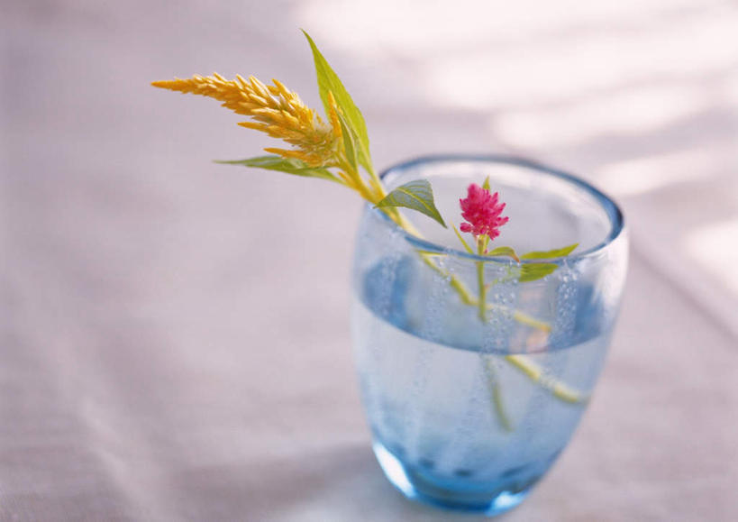 无人,横图,俯视,室内,特写,白天,桌子,杯子,朦胧,模糊,盛开,花蕾,玻璃制品,花,花瓣,花朵,鲜花,两朵,水杯,花苞,花蕊,鸡冠花,鸡髻花,老来红,芦花鸡冠,玻璃杯,彩图,高角度拍摄