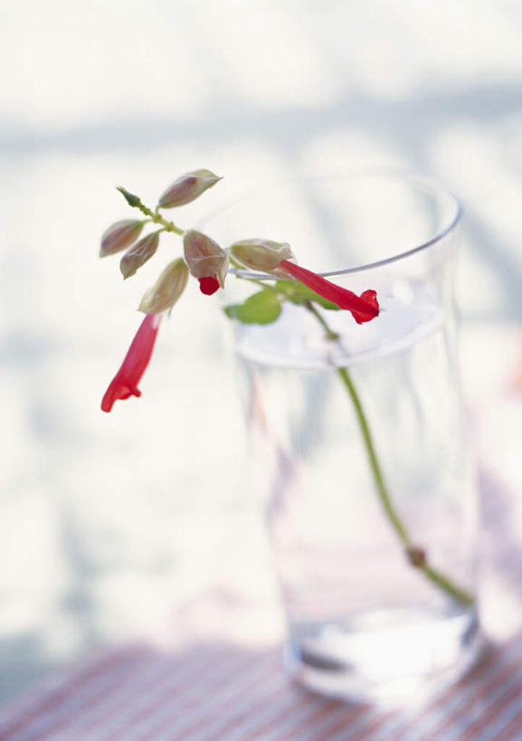 无人,竖图,俯视,室内,特写,白天,水,桌子,杯子,阴影,朦胧,模糊,光线,液体,影子,饮用水,玻璃制品,水杯,矿泉水,一串红,象牙红,蒸馏水,爆仗红,拉尔维亚,西洋红花,玻璃杯,彩图,高角度拍摄