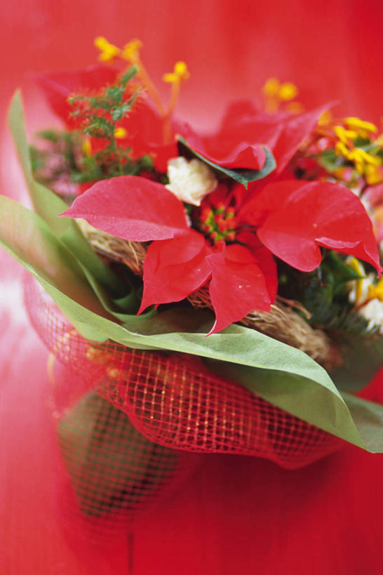 无人,竖图,俯视,室内,特写,白天,桌面,许多,阴影,红色背景,盛开,反射,包装,影子,圣诞红,一品红,花蕾,花,花瓣,花朵,鲜花,花束,花苞,花蕊,圣诞花,摄影,猩猩木,影棚,绿洲,丝网,彩图,高角度拍摄,影棚拍摄,拍摄