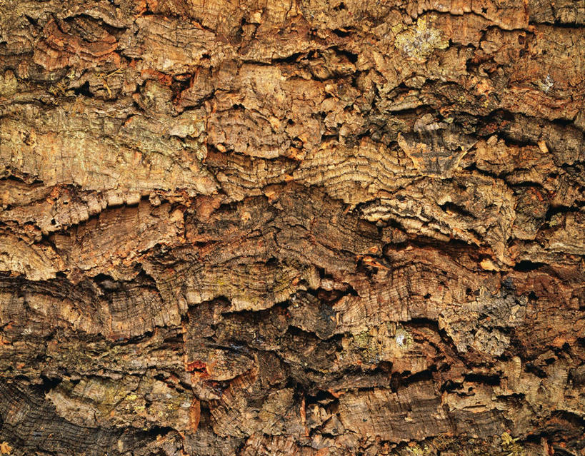 无人,横图,俯视,室内,特写,白天,植物,静物,阴影,粗糙,反射,平铺,纹路,纹理,影子,树皮,树,树木,灰色,自然,生长,成长,毛糙,肌理,软木树,彩图,高角度拍摄,粗拙