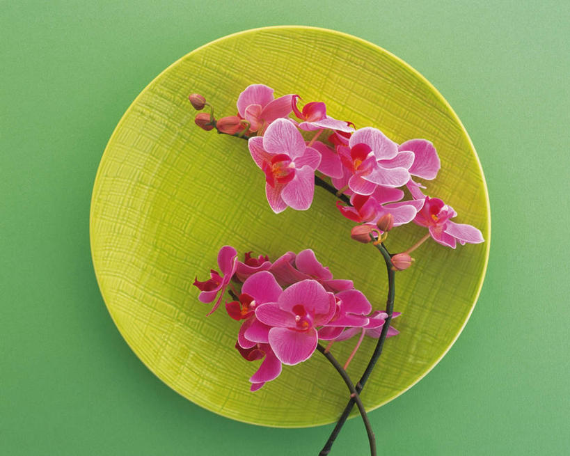 无人,横图,俯视,室内,特写,白天,幸福,纯洁,蝴蝶兰,餐具,许多,绿色背景,阴影,盛开,反射,碟子,盘,影子,美丽,花蕾,花,花瓣,花朵,鲜花,一个,粉色,盘子,碟,花苞,花蕊,摄影,影棚,单个,初恋,蝶兰,兰中皇后,彩图,高角度拍摄,影棚拍摄,拍摄