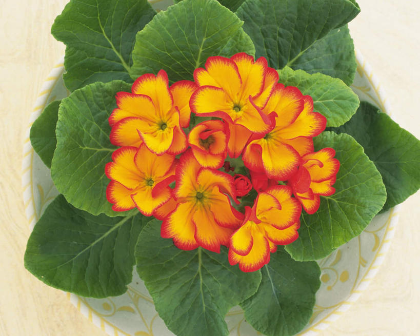 无人,横图,俯视,室内,特写,白天,桌子,海棠花,餐具,叶子,许多,阴影,盛开,反射,布料,碟子,盘,影子,海棠,绿叶,花蕾,布纹,桌布,花,花瓣,花朵,鲜花,黄色,绿色,盘子,餐巾,碟,台布,花苞,花蕊,嫩叶,自信,摄影,影棚,呵护,秋海棠,八月春,解语花,相思草,岩丸子,叶,叶片,进餐用具,烹调用具,彩图,高角度拍摄,影棚拍摄,拍摄