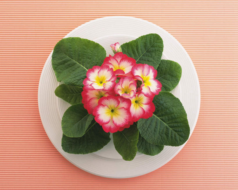 无人,横图,俯视,室内,特写,白天,桌子,海棠花,餐具,叶子,许多,阴影,粉色背景,盛开,反射,布料,碟子,盘,影子,海棠,绿叶,花蕾,布纹,桌布,花,花瓣,花朵,鲜花,黄色,绿色,盘子,餐巾,碟,台布,花苞,花蕊,嫩叶,自信,摄影,影棚,呵护,秋海棠,八月春,解语花,相思草,岩丸子,叶,叶片,进餐用具,烹调用具,彩图,高角度拍摄,影棚拍摄,拍摄