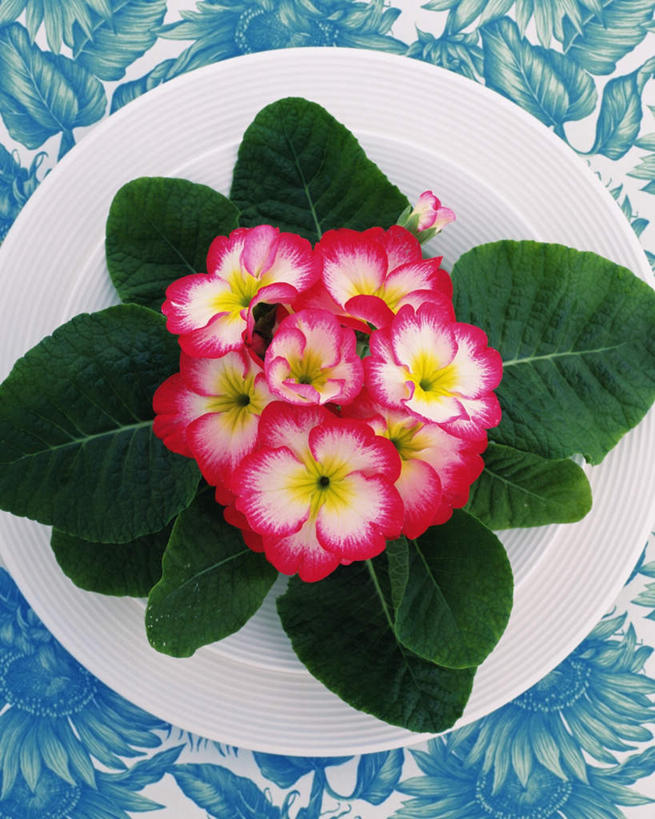 无人,竖图,俯视,室内,特写,白天,桌子,海棠花,餐具,叶子,许多,阴影,盛开,反射,布料,碟子,盘,影子,海棠,绿叶,花蕾,布纹,桌布,花,花瓣,花朵,鲜花,一个,黄色,绿色,白色,盘子,餐巾,碟,台布,花苞,花蕊,嫩叶,自信,摄影,影棚,单个,呵护,秋海棠,八月春,解语花,相思草,岩丸子,叶,叶片,进餐用具,烹调用具,彩图,高角度拍摄,影棚拍摄,拍摄