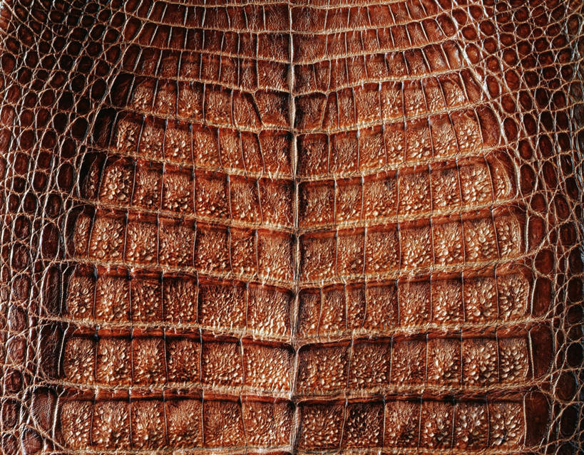 无人,横图,俯视,室内,特写,白天,鳄鱼,静物,阴影,反射,纹路,纹理,影子,灰色,摄影,影棚,鳄鱼皮,肌理,彩图,高角度拍摄,影棚拍摄,拍摄