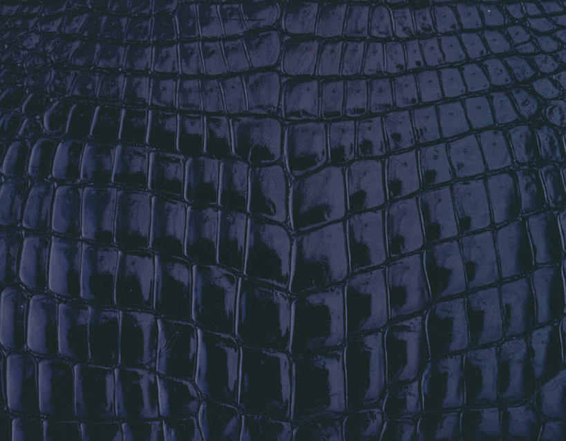 无人,横图,俯视,室内,特写,白天,鳄鱼,静物,阴影,反射,纹路,图案,纹理,影子,蓝色,摄影,影棚,鳄鱼皮,肌理,彩图,高角度拍摄,影棚拍摄,拍摄