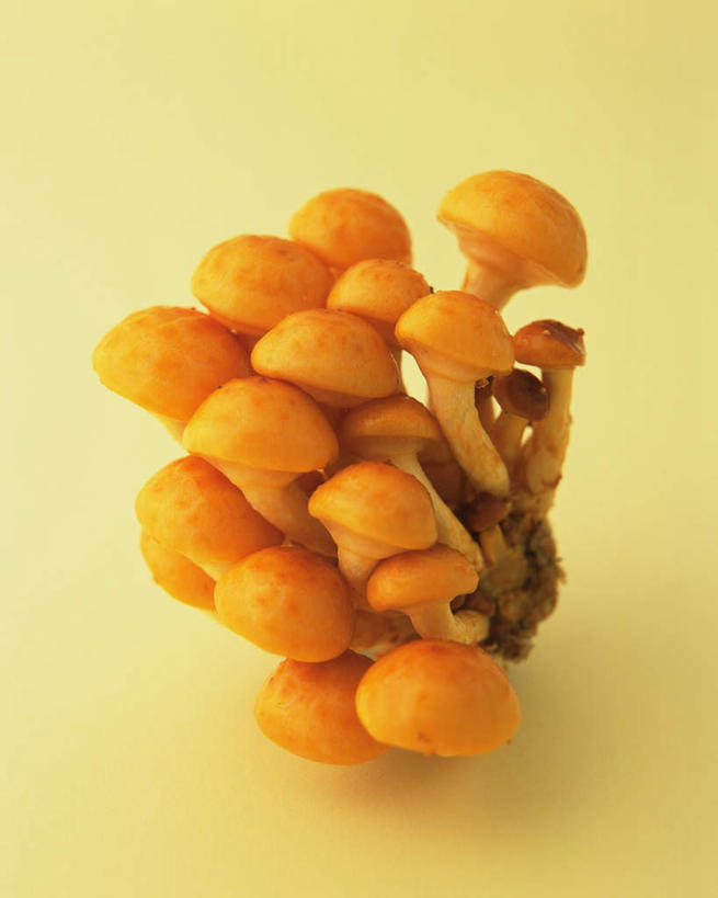 无人,竖图,俯视,室内,特写,白天,蔬菜,一堆,许多,堆叠,堆积,黄色背景,新鲜,菌菇,食品,菌类,食物,黄色,食用菌,摄影,有机食品,绿色食品,影棚,堆,滑子菇,珍珠菇,滑菇,彩图,高角度拍摄,影棚拍摄,拍摄