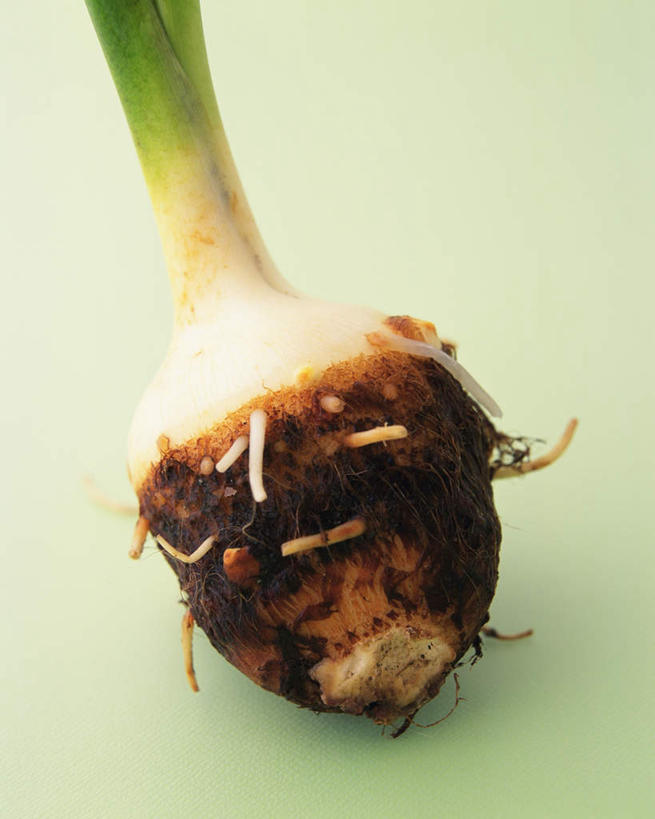 无人,竖图,俯视,室内,特写,白天,白色背景,桌面,桌子,蔬菜,阴影,新鲜,反射,木制,影子,芋头,食品,根,食物,一个,木制品,摄影,有机食品,绿色食品,影棚,单个,青芋,芋艿,彩图,高角度拍摄,影棚拍摄,拍摄