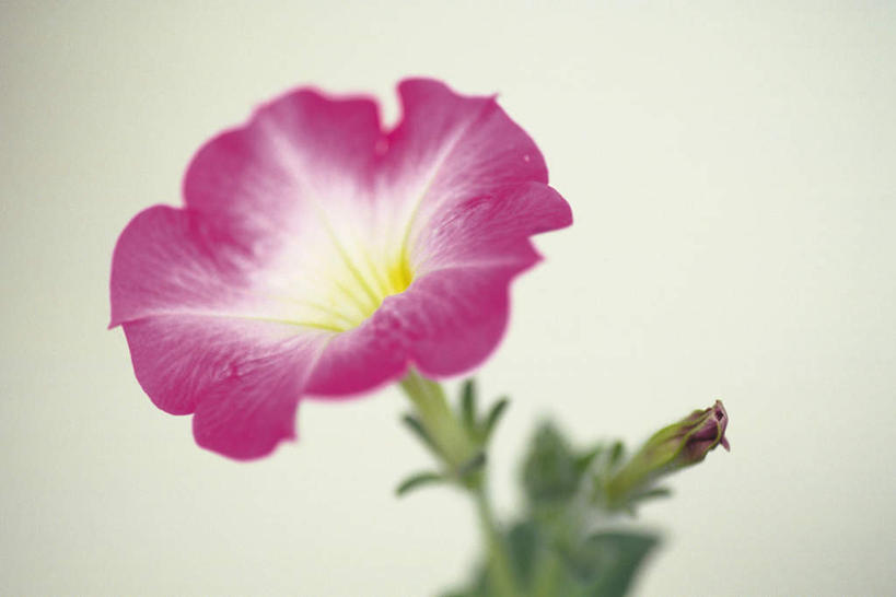 无人,横图,俯视,室内,特写,白天,白色背景,喇叭花,叶子,朦胧,模糊,盛开,绿叶,花蕾,花,花瓣,花朵,鲜花,一朵,粉色,花苞,花蕊,嫩叶,摄影,影棚,矮牵牛,牵牛,牵牛子,勤娘子,碧冬茄,朝颜花,灵芝牡丹,牵牛花,叶,叶片,彩图,高角度拍摄,影棚拍摄,拍摄
