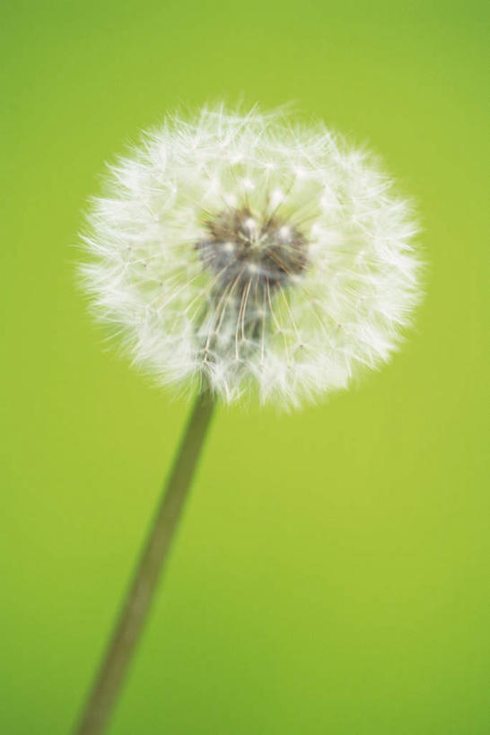 无人,竖图,室内,特写,白天,正面,爱情,蒲公英,绿色背景,盛开,花蕾,花,花瓣,花朵,鲜花,一朵,白色,花苞,花蕊,摄影,影棚,开朗,蒲公草,尿床草,彩图,影棚拍摄,拍摄