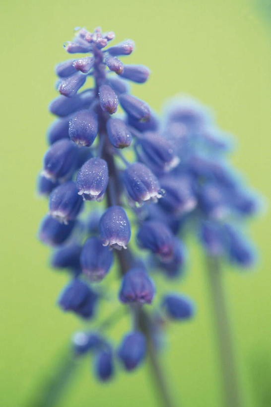 无人,竖图,室内,特写,白天,正面,许多,绿色背景,朦胧,模糊,盛开,花蕾,花,花瓣,花朵,鲜花,蓝色,花苞,花蕊,摄影,影棚,灯笼花,吊钟花,倒挂金钟,吊钟海棠,彩图,影棚拍摄,拍摄