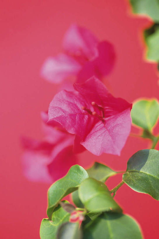 无人,竖图,俯视,室内,特写,白天,红色背景,朦胧,模糊,盛开,九重葛,三角梅,花蕾,花,花瓣,花朵,鲜花,红色,花苞,花蕊,摄影,影棚,三叶梅,毛宝巾,簕杜鹃,叶子花,叶子梅,南美紫茉莉,三角花,彩图,高角度拍摄,影棚拍摄,拍摄