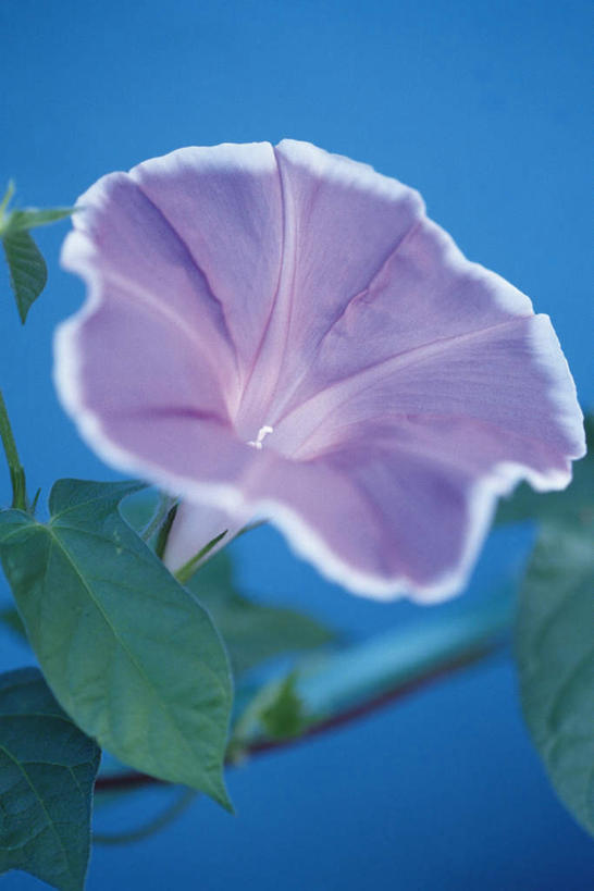 无人,竖图,俯视,室内,特写,白天,爱情,喇叭花,叶子,蓝色背景,盛开,绿叶,花蕾,花,花瓣,花朵,鲜花,一朵,紫色,花苞,花蕊,嫩叶,摄影,影棚,虚幻,永恒,牵牛,牵牛子,勤娘子,碧冬茄,朝颜花,灵芝牡丹,冷静,牵牛花,叶,叶片,彩图,高角度拍摄,影棚拍摄,拍摄