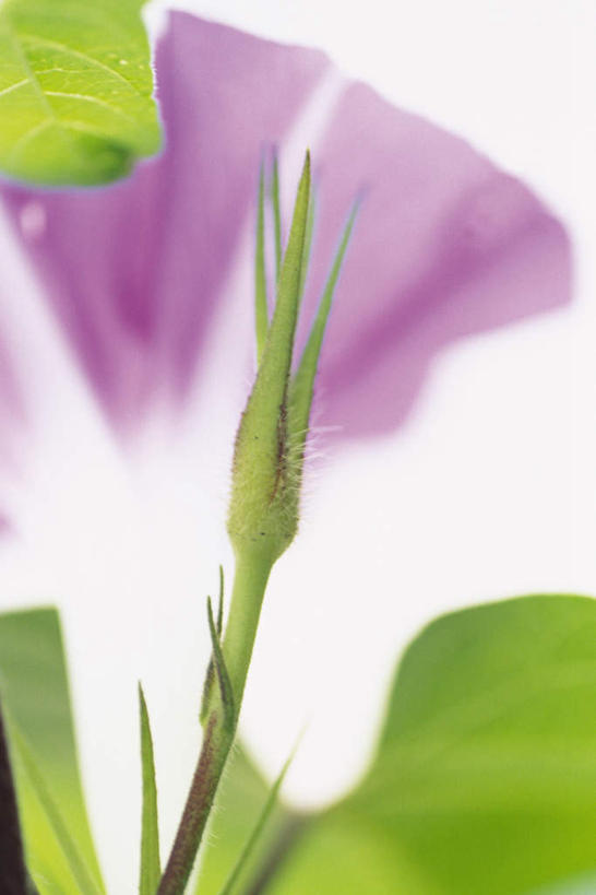 无人,竖图,室内,特写,白天,白色背景,正面,爱情,喇叭花,叶子,盛开,绿叶,花蕾,花,花瓣,花朵,鲜花,一朵,紫色,花苞,花蕊,嫩叶,摄影,影棚,虚幻,永恒,牵牛,牵牛子,勤娘子,碧冬茄,朝颜花,灵芝牡丹,冷静,牵牛花,叶,叶片,彩图,影棚拍摄,拍摄