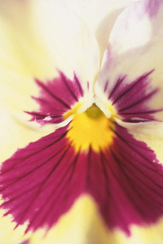 无人,竖图,俯视,室内,特写,白天,快乐,黄色背景,朦胧,模糊,盛开,三色堇,花蕾,花,花瓣,花朵,鲜花,一朵,红色,蝴蝶花,花苞,花蕊,沉思,摄影,影棚,三色堇菜,人面花,猫脸花,阳蝶花,鬼脸花,猫儿脸,思念,彩图,高角度拍摄,影棚拍摄,拍摄