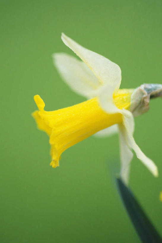 无人,竖图,俯视,室内,特写,白天,水仙花,绿色背景,朦胧,模糊,盛开,花蕾,花,花瓣,花朵,鲜花,一朵,黄色,花苞,花蕊,摄影,影棚,金盏银台,玉玲珑,女史花,雅蒜,天蒜,黄水仙,凌波仙子,水仙,天葱,洋水仙,彩图,高角度拍摄,影棚拍摄,拍摄
